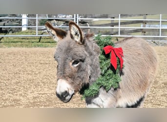 Donkey, Gelding, 2 years, 7.2 hh, Gray
