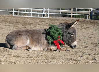 Donkey, Gelding, 3 years, 7.2 hh, Gray