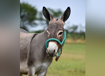 Donkey, Gelding, 3 years, 9 hh, Gray