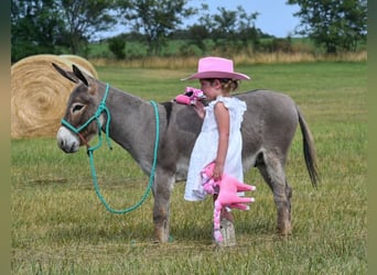 Donkey, Gelding, 3 years, 9 hh, Gray
