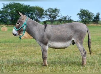 Donkey, Gelding, 4 years, 9 hh, Gray