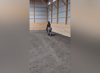 Donkey, Gelding, 5 years, 10 hh, Gray