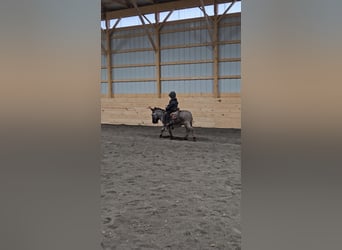 Donkey, Gelding, 5 years, 10 hh, Gray