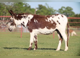 Donkey, Gelding, 5 years, 11,1 hh, Pinto