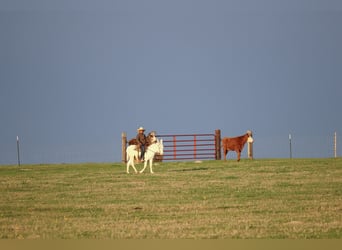 Donkey, Gelding, 5 years, 12 hh, White