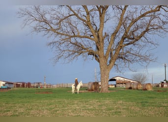 Donkey, Gelding, 5 years, 12 hh, White