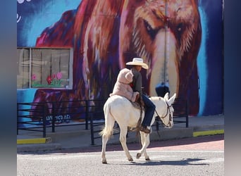Donkey, Gelding, 5 years, 12 hh, White