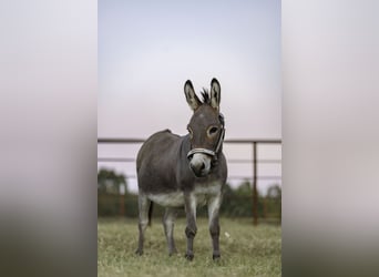 Donkey, Gelding, 5 years, 8.2 hh, Grey