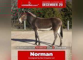 Donkey Mix, Gelding, 6 years, 14 hh, Bay