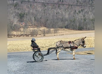 Donkey, Gelding, 6 years, 9,1 hh, Gray