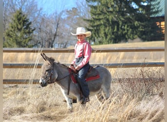 Donkey, Gelding, 6 years, 9,1 hh, Gray