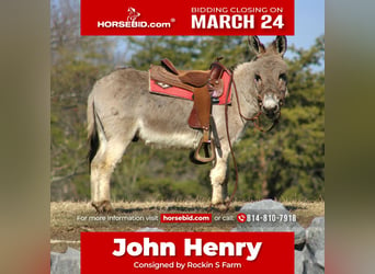 Donkey, Gelding, 6 years, 9,1 hh, Gray