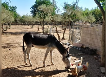 Donkey, Gelding, 6 years, Gray