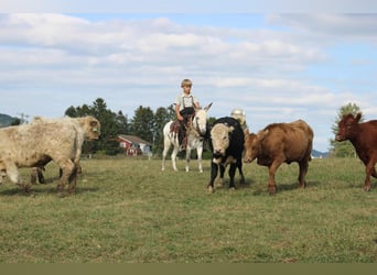 Donkey, Gelding, 7 years, 10.1 hh Donkey, Gelding, 7 years, 10.1 hh