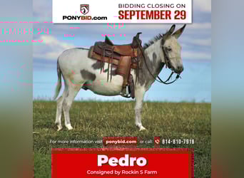 Donkey, Gelding, 7 years, 10,1 hh