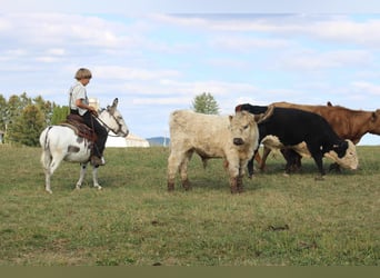 Donkey, Gelding, 7 years, 10,1 hh