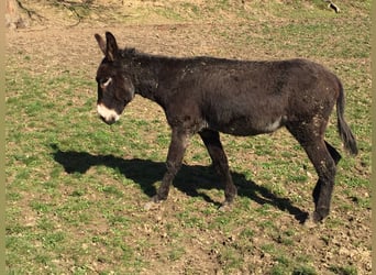Donkey, Gelding, 7 years, 14 hh, Bay-Dark