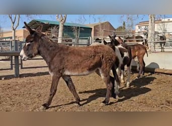 Donkey, Gelding, 9 years, 14.3 hh, Black