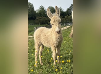 Donkey, Gelding, Foal (05/2026), 5.3 hh, Palomino