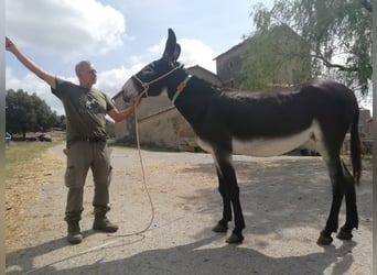 Donkey, Mare, 10 years, 14.1 hh, Black
