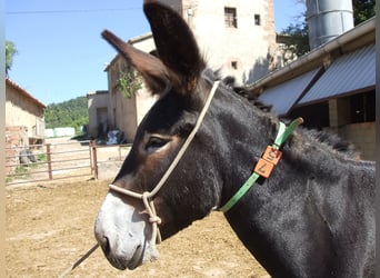 Donkey, Mare, 10 years, 14.1 hh, Black