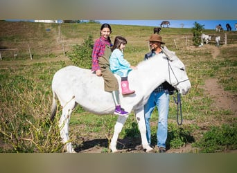 Donkey, Mare, 10 years, 14.1 hh, Brown-Light