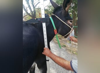 Donkey, Mare, 10 years, 14.2 hh, Black