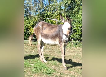 Donkey, Mare, 11 years, 11.1 hh, Pinto