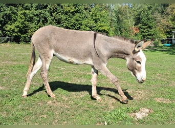 Donkey, Mare, 11 years, 11.1 hh, Pinto