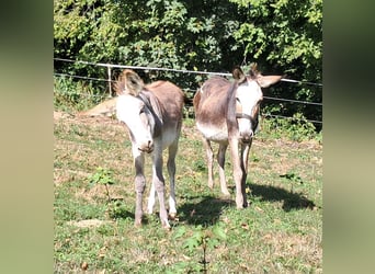 Donkey, Mare, 11 years, 11.1 hh, Pinto