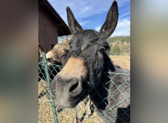 Donkey, Mare, 11 years, 12,1 hh, Brown-Light