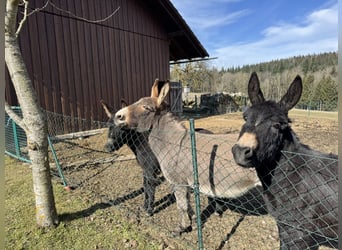 Donkey, Mare, 11 years, 12,1 hh, Brown-Light