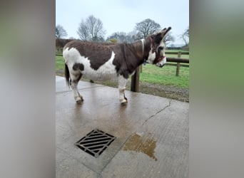 Donkey, Mare, 11 years, 13,2 hh, Tobiano-all-colors
