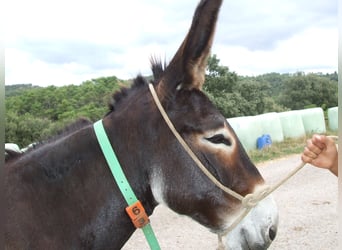 Donkey, Mare, 11 years, 14,1 hh, Black