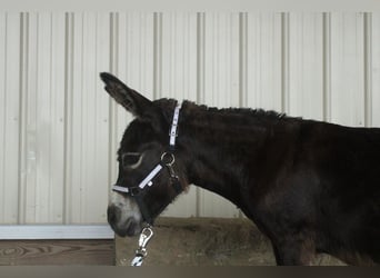 Donkey, Mare, 11 years, 8 hh, Brown