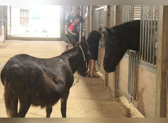 Donkey, Mare, 11 years, 8 hh, Brown