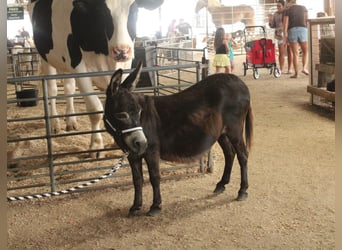 Donkey, Mare, 11 years, 8 hh, Brown
