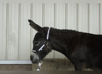 Donkey, Mare, 11 years, 8 hh, Brown