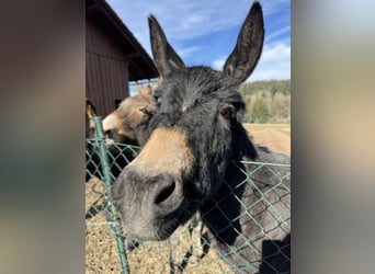 Donkey, Mare, 12 years, 12.1 hh, Brown-Light