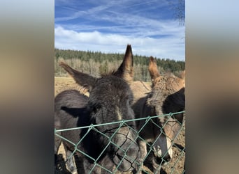 Donkey, Mare, 12 years, 12.1 hh, Brown-Light
