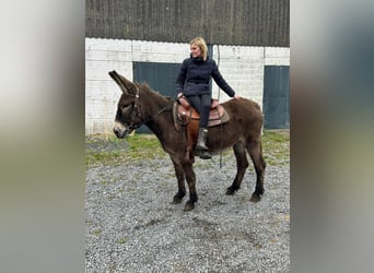 Donkey, Mare, 12 years, 14,1 hh, Brown
