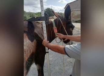 Donkey, Mare, 14 years, 14 hh, Black