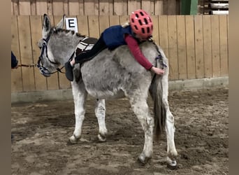 Donkey, Mare, 15 years, 13,1 hh