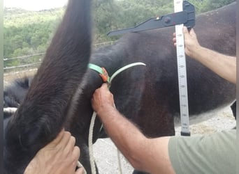 Donkey, Mare, 15 years, 14,3 hh, Black