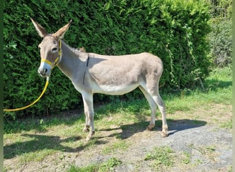 Esel, Stute, 17 Jahre, 12 hh, Falbe