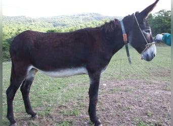 Donkey, Mare, 19 years, 13.3 hh, Black