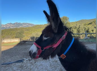 Donkey, Mare, 1 year, 12.1 hh, Black