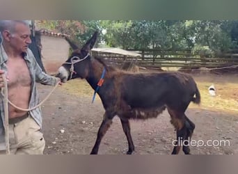 Donkey, Mare, 1 year, 12,1 hh, Black