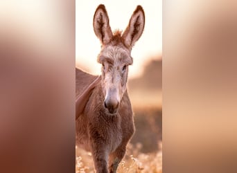 Donkey, Mare, 1 year, 14,2 hh, Gray