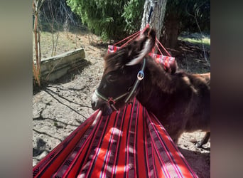 Donkey, Mare, 1 year, 9.2 hh, Bay-Dark
